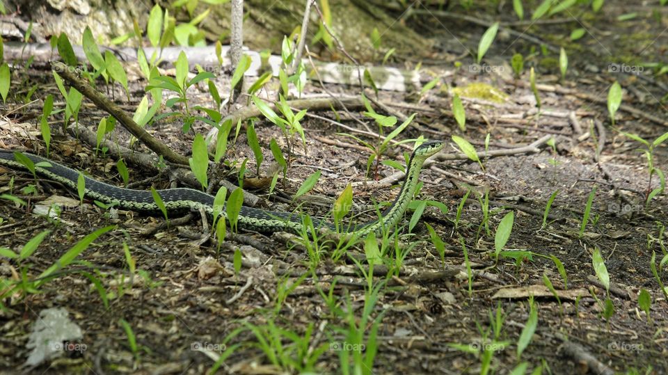 Snake in the Forest