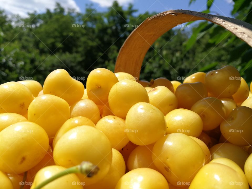 yellow cherry