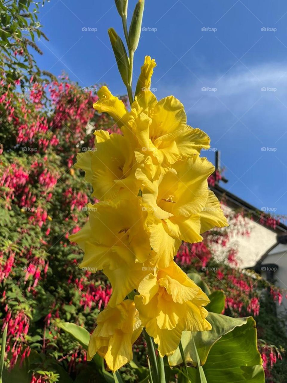Yellow Gladiolus