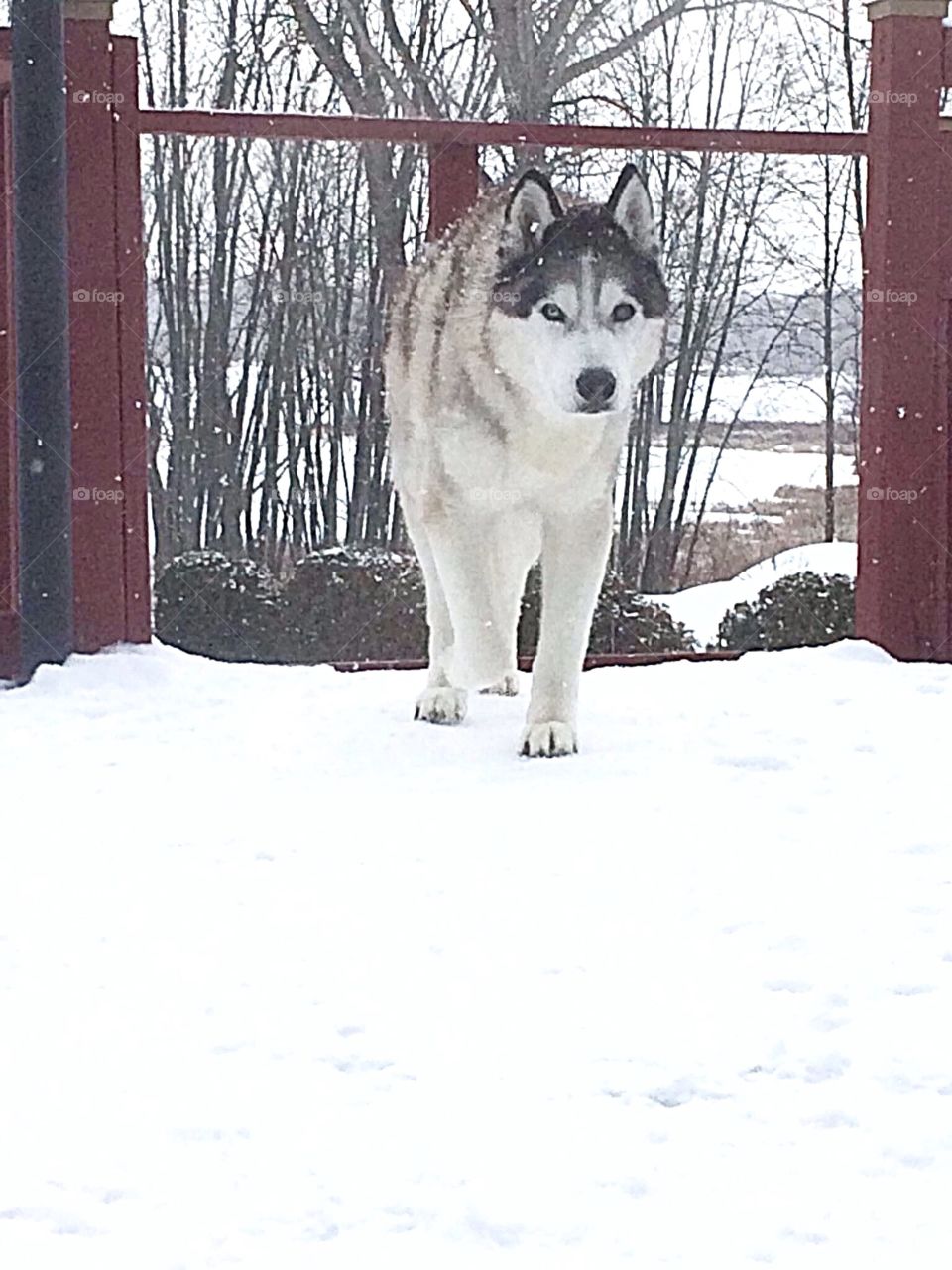 Incredible Husky Dogs