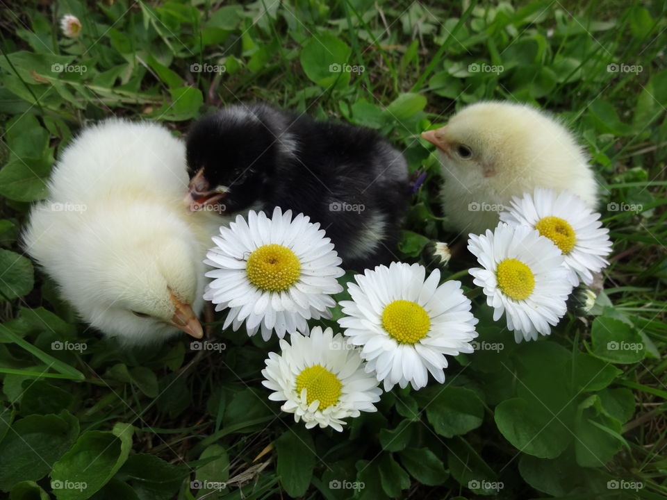 Chicks near flowers