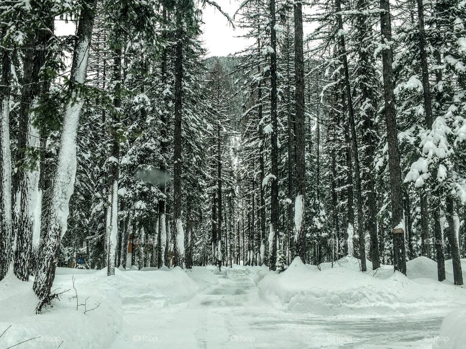 Winter forest