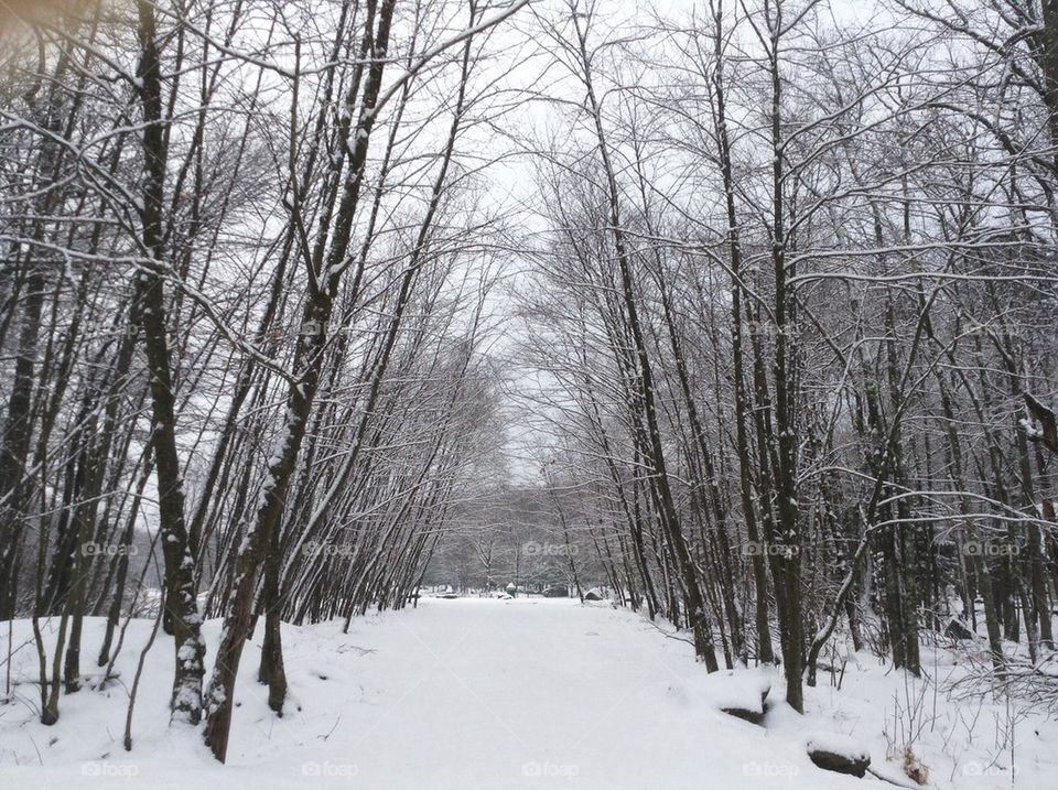 Snowy path