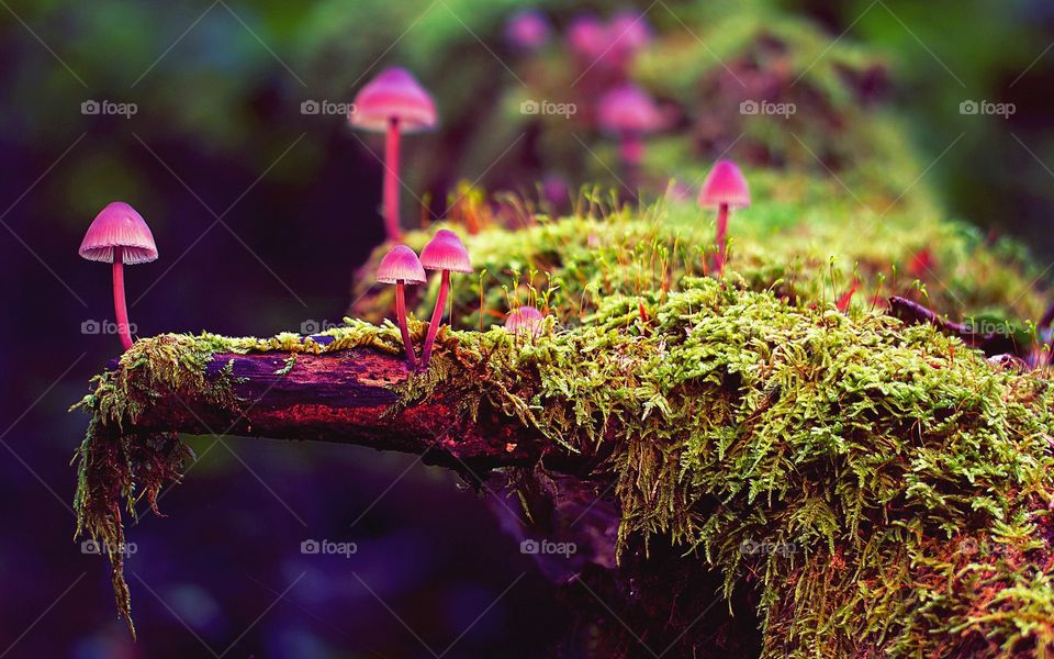 #Moss #Forest #Wood #Mushroom #Sunny day