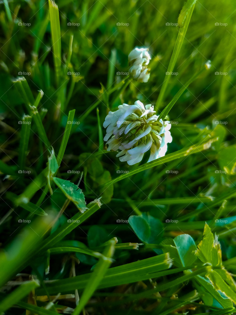 Clover in the Grass