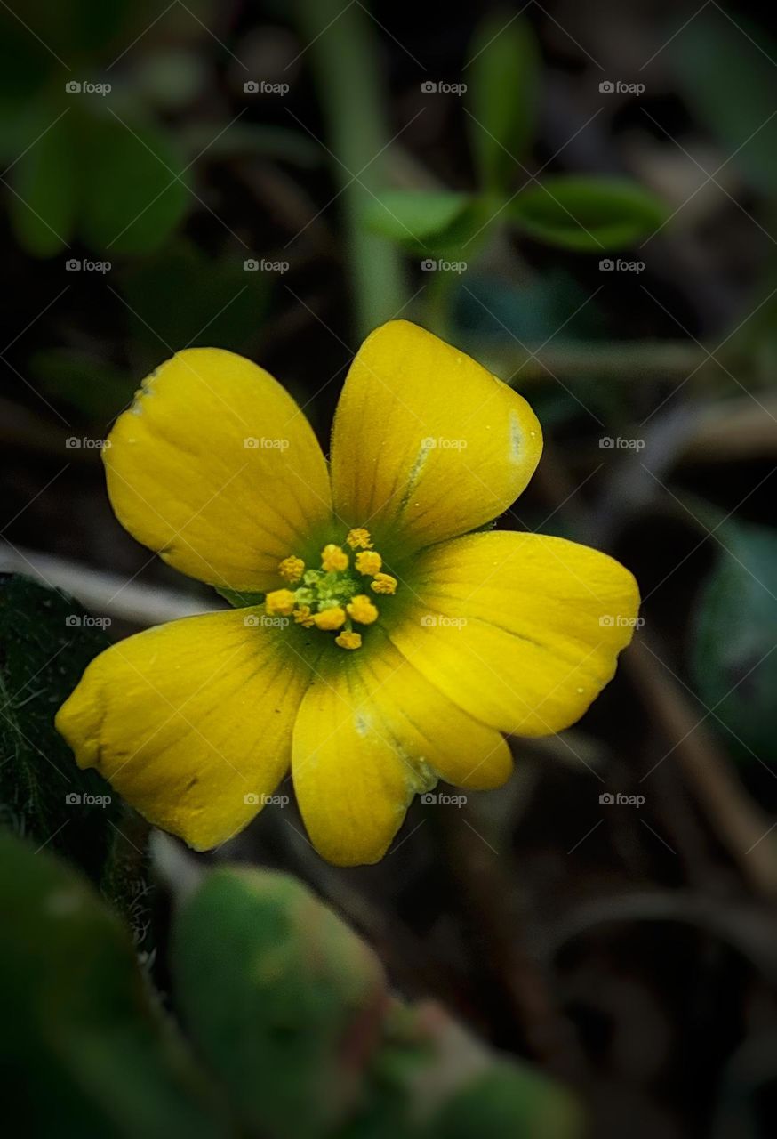 yellow flower micro photography