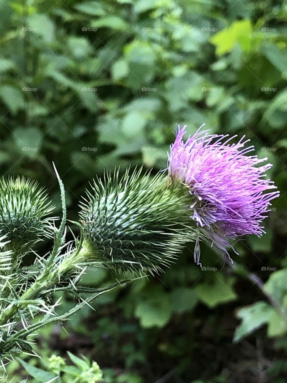 Thistle plant with purple bloom.