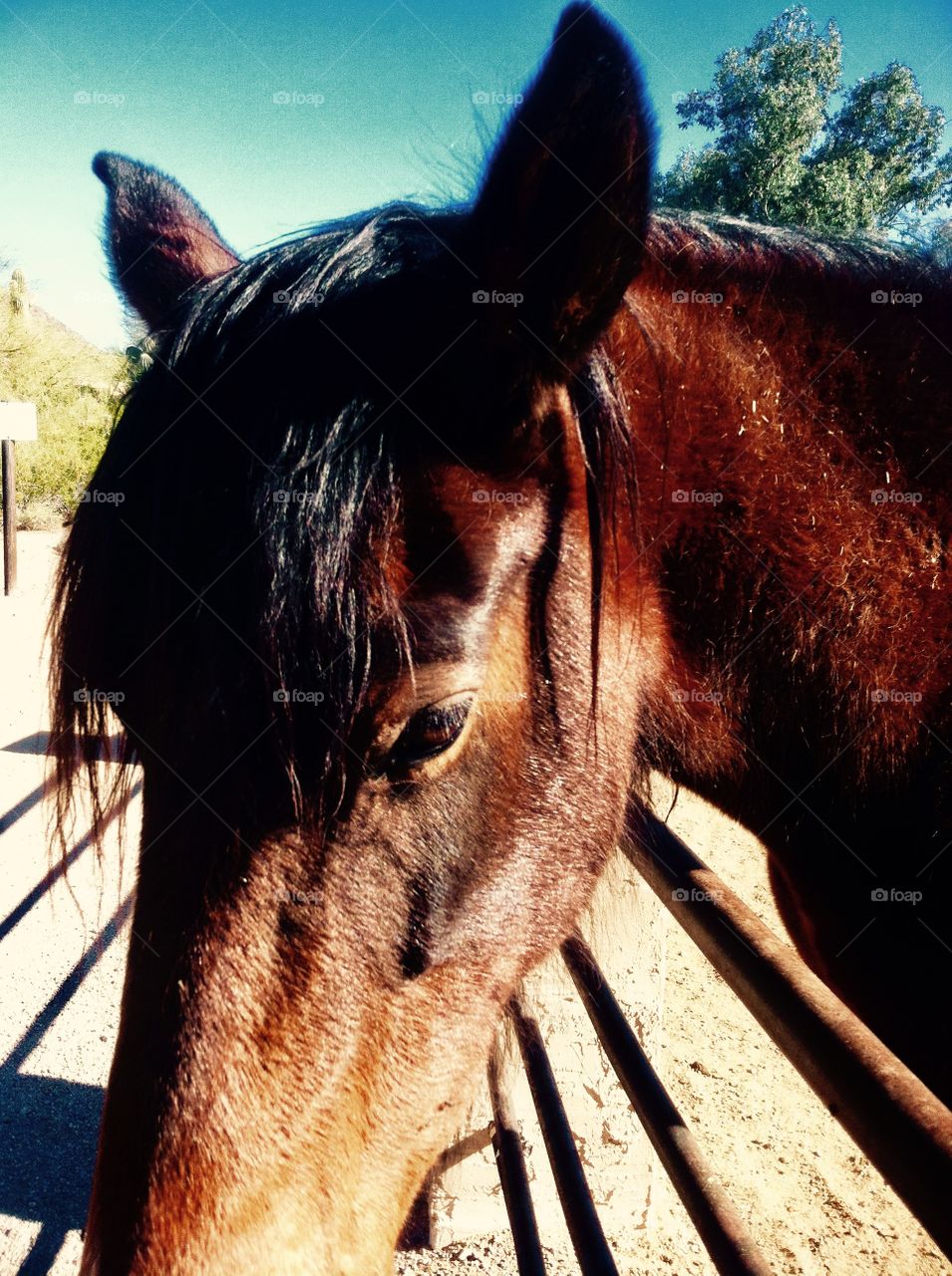 Close up of the brown horse