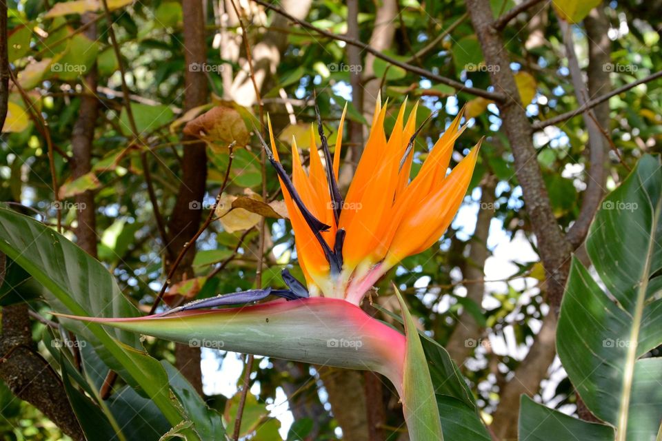 Bird of paradise