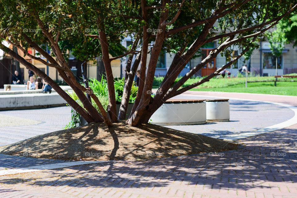 Old tree in a city park