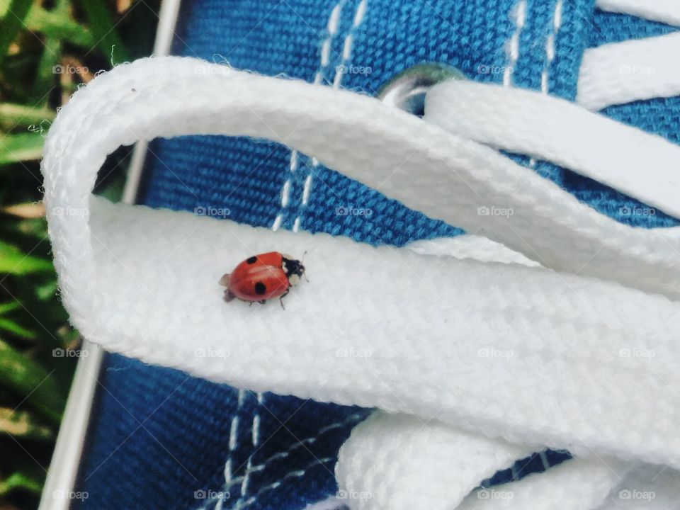 Ladybug sits on a string, ladybug, beetle, insect, lace, white lace, sneakers, sneakers, sports, grass, lawn, nature, summer, still life