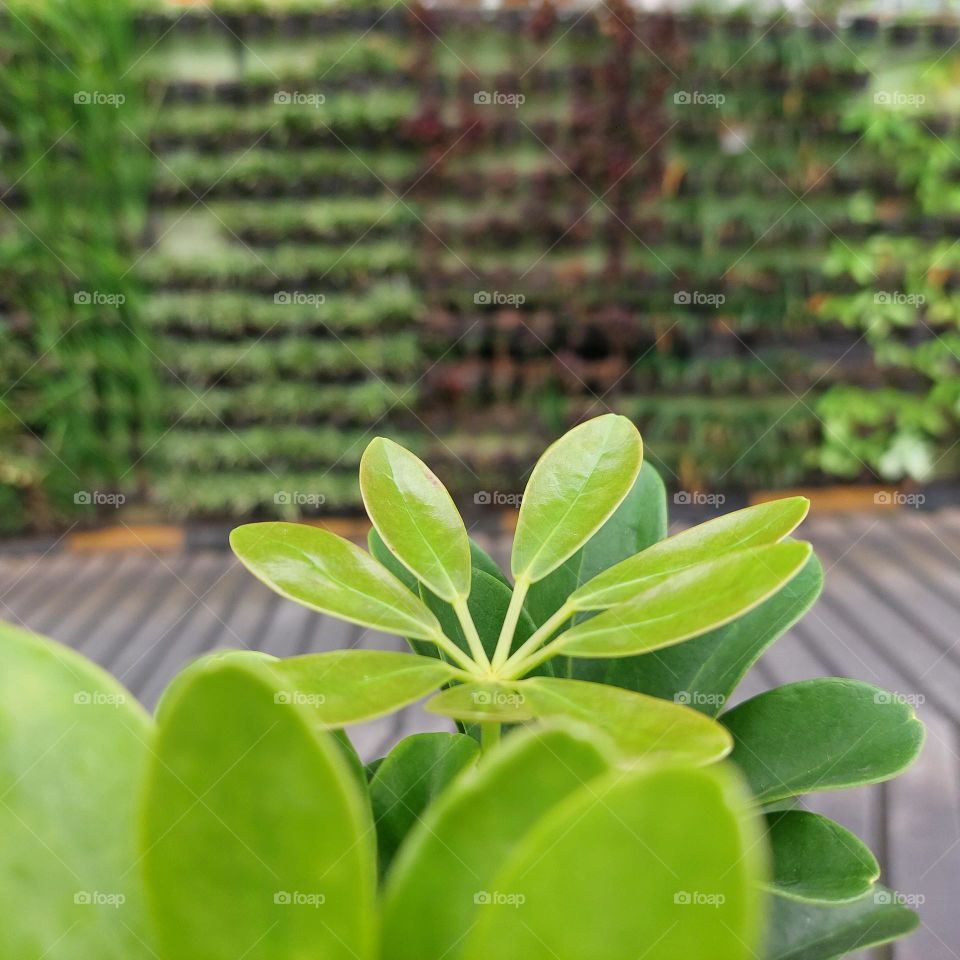wall-mounted plants placed in small pots
