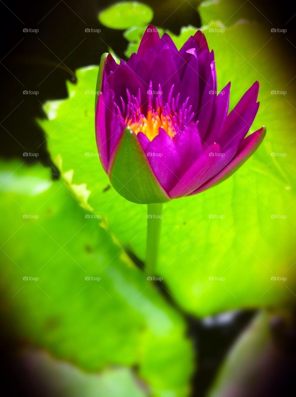 Purple lotus