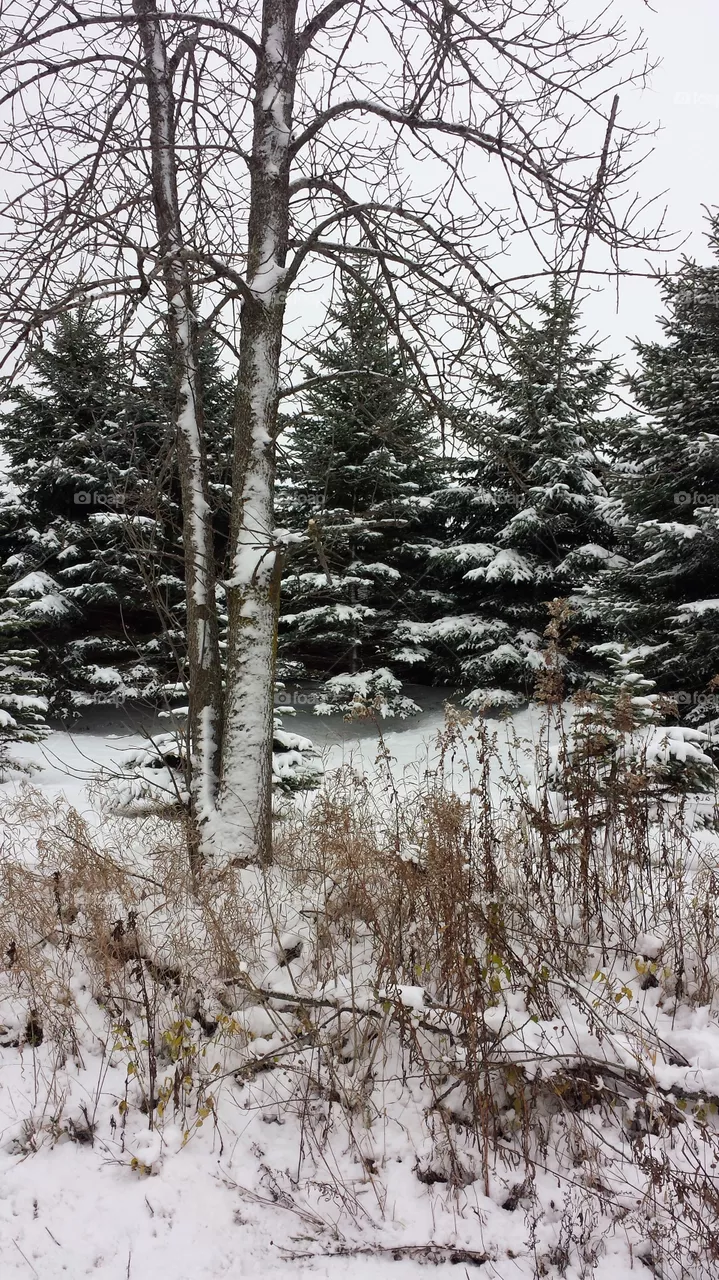 Trees