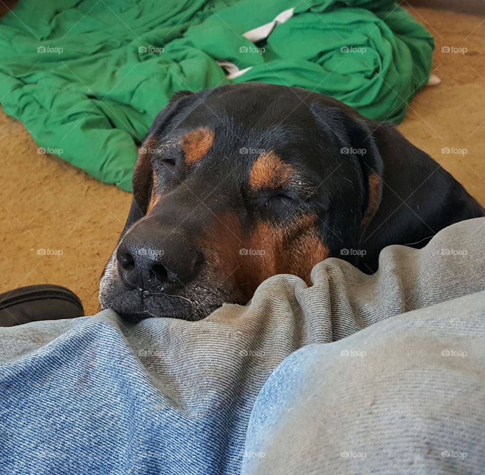 sleeping hound