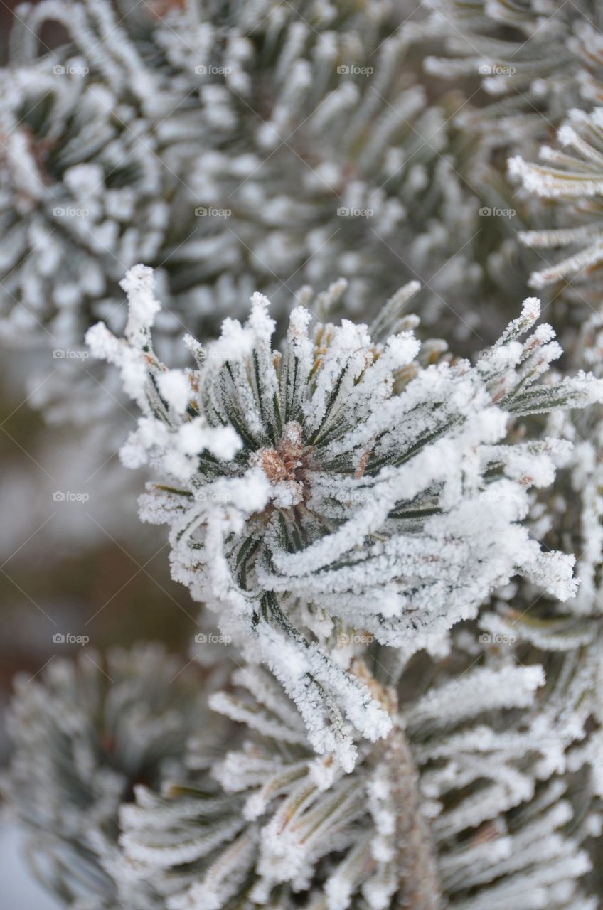Evergreen Frost