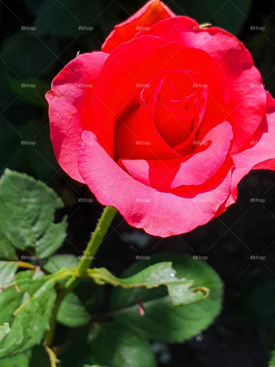 bright red rose closeup on the branch