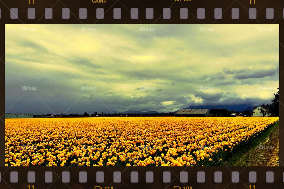 Field of Narcissus . Skagit County fileld of narcissus flowers under threatening skies