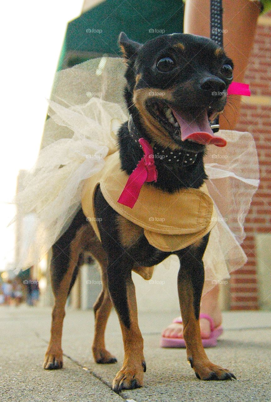 Dog days - all dressed up for the parade 