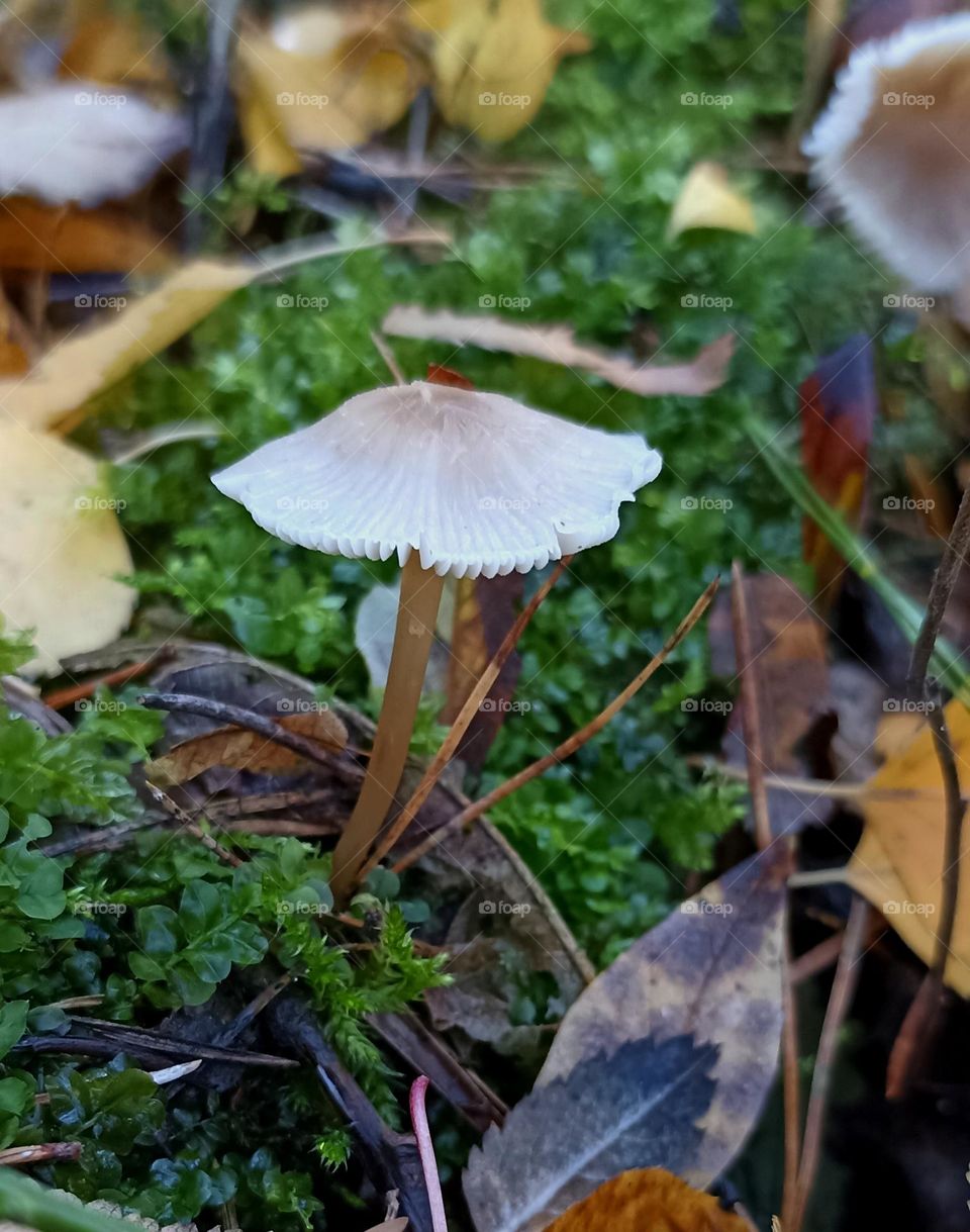 mystical mushrooms autumn time