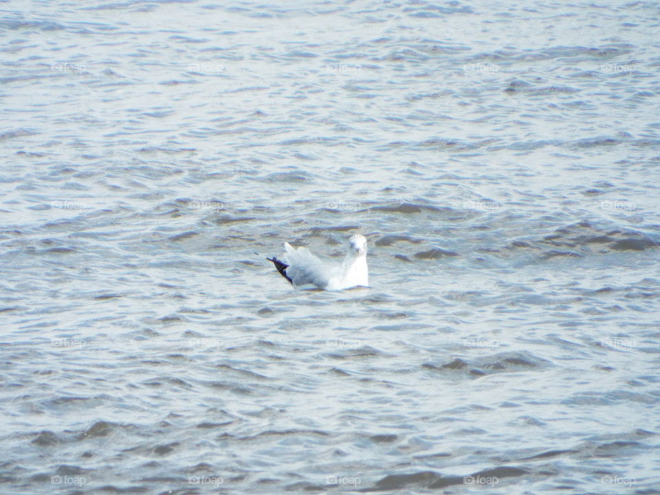 seagull  on the Mississippi  River