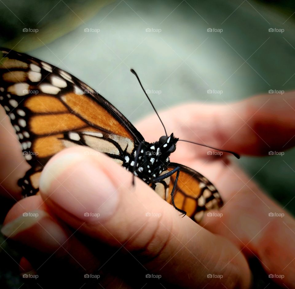 Monarch Butterfly - Mariposa Monarca