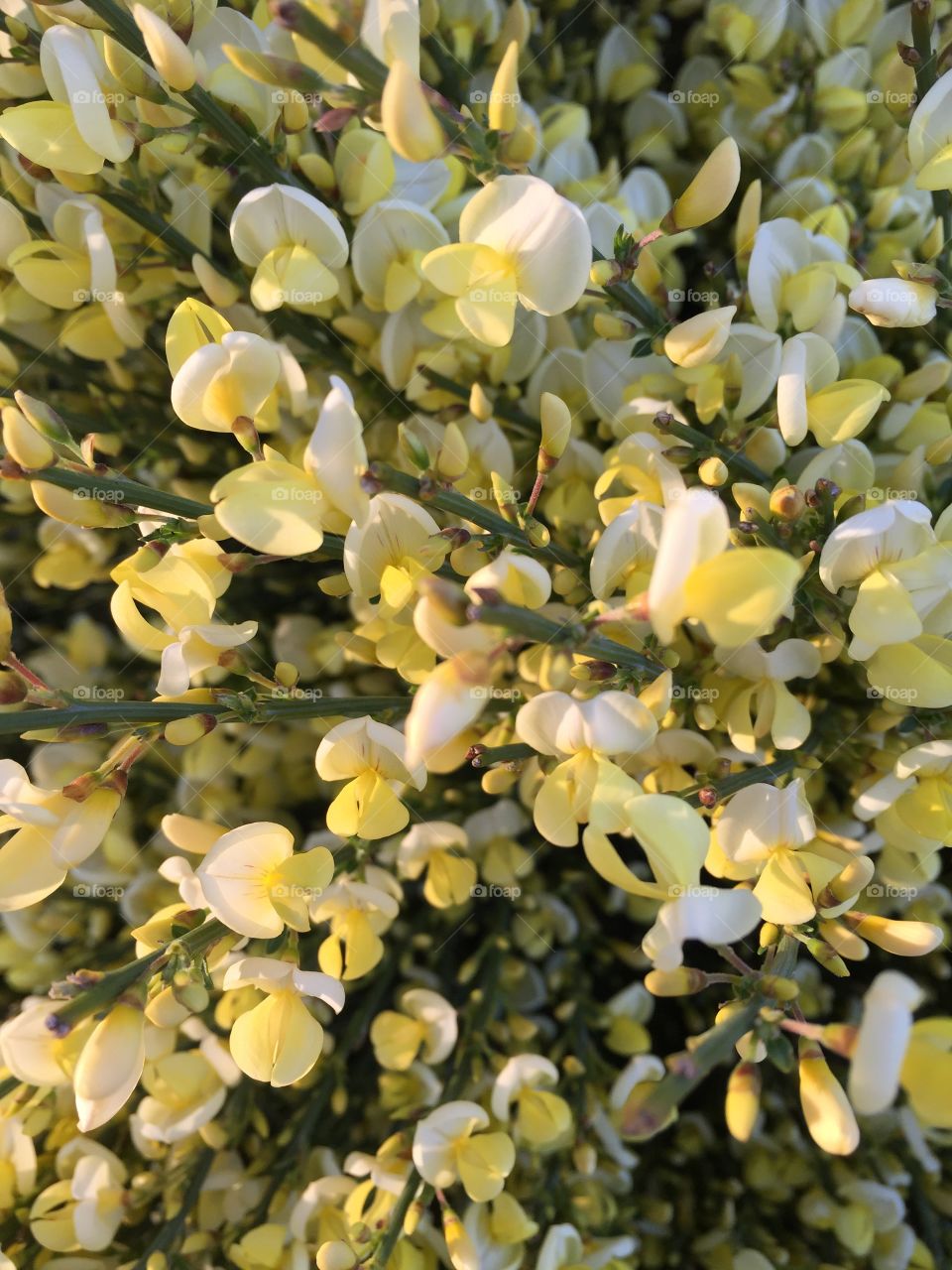 Flowers in Norrköping Sweden 