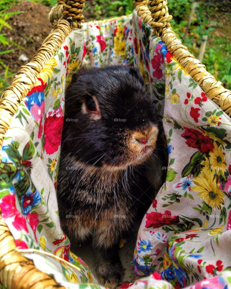 Rabbit on hammock