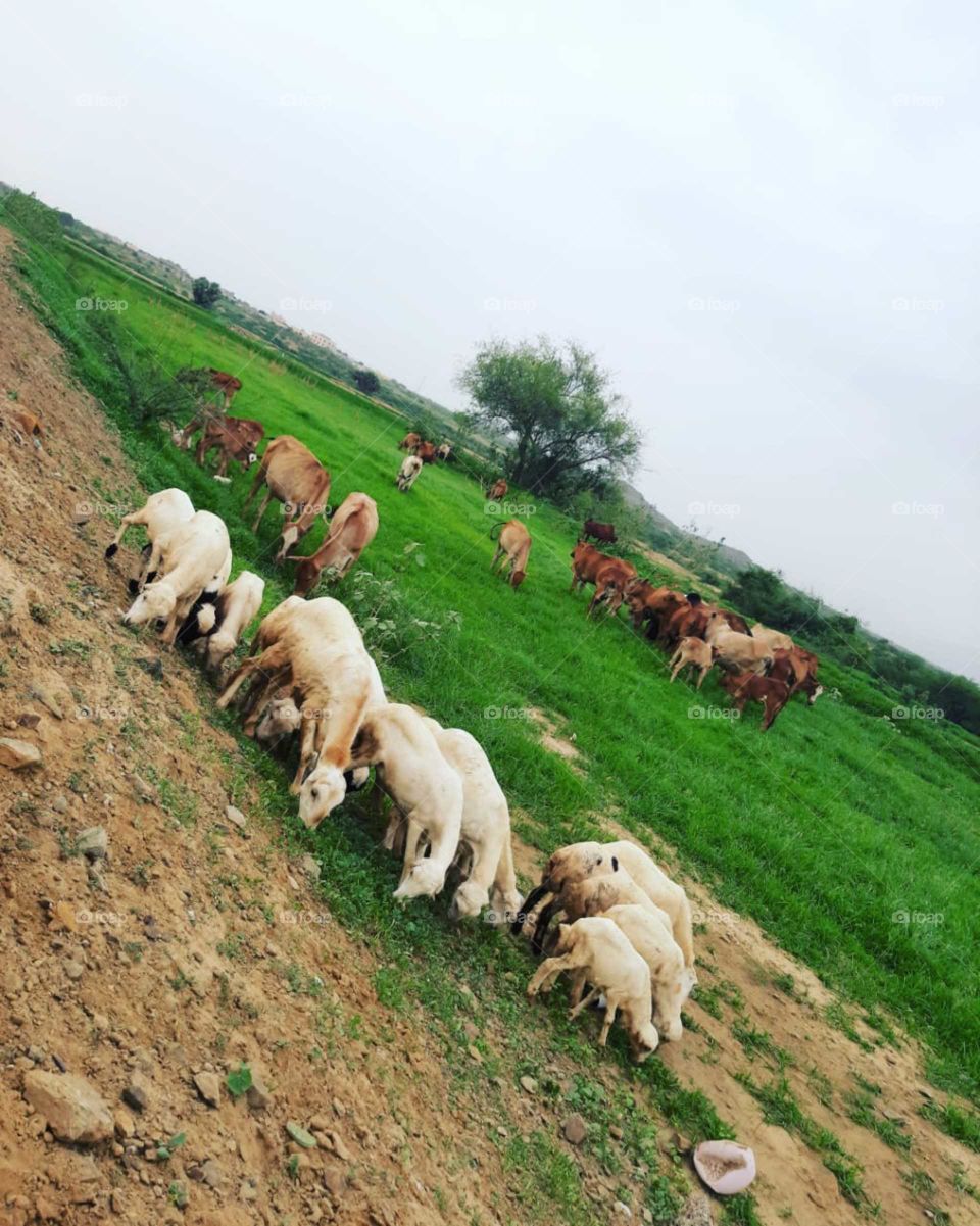 i am poor and need dollars, I have family conditions