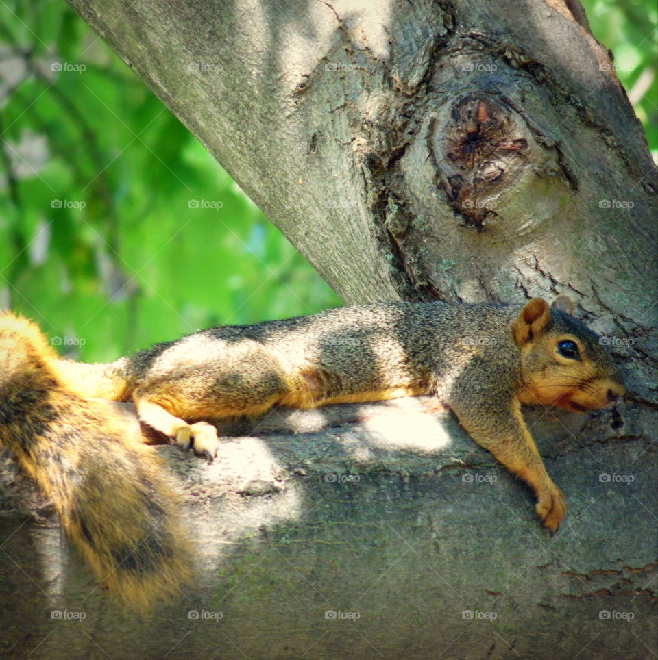 A tired squirrel just resting on the tree limb.