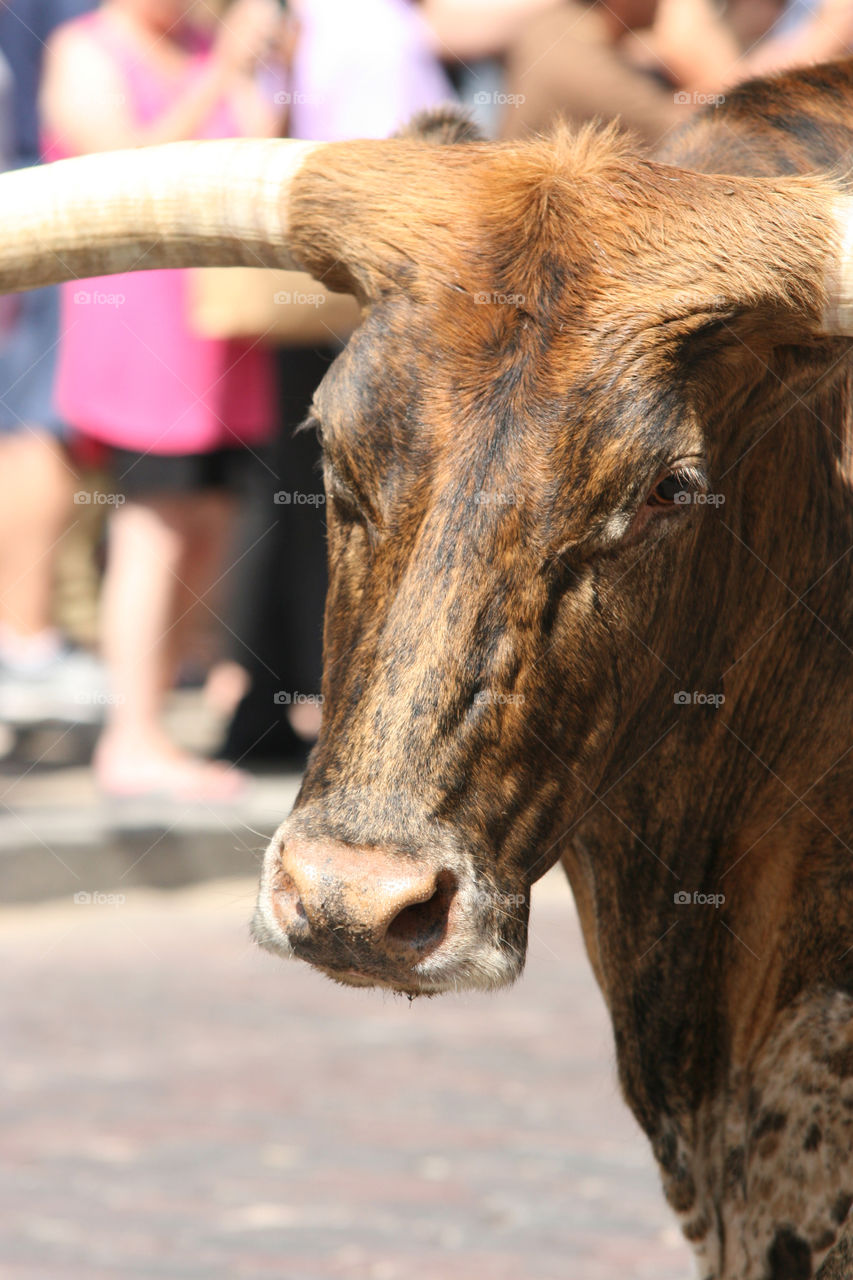 Stock Yards Cattle Drive