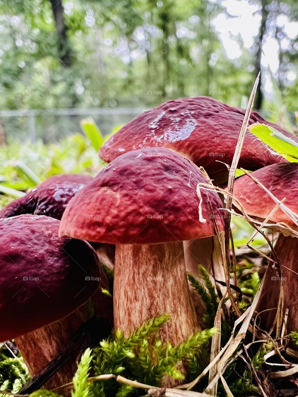 Closeup low angle view of bolete mushroom growing wild