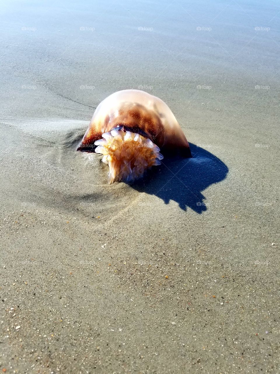 Jellyfish by the Seashore