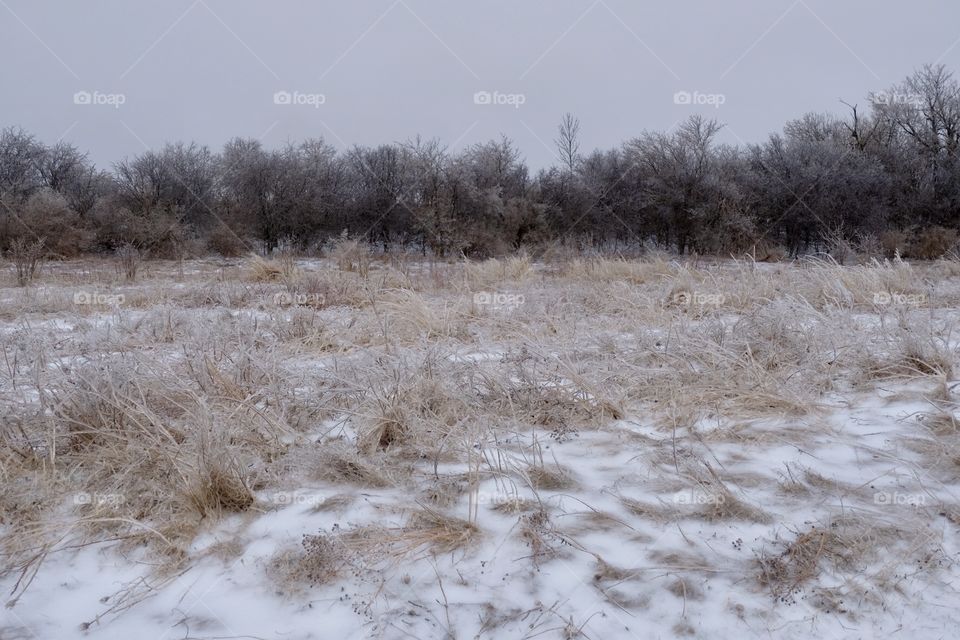 Frozen field 2