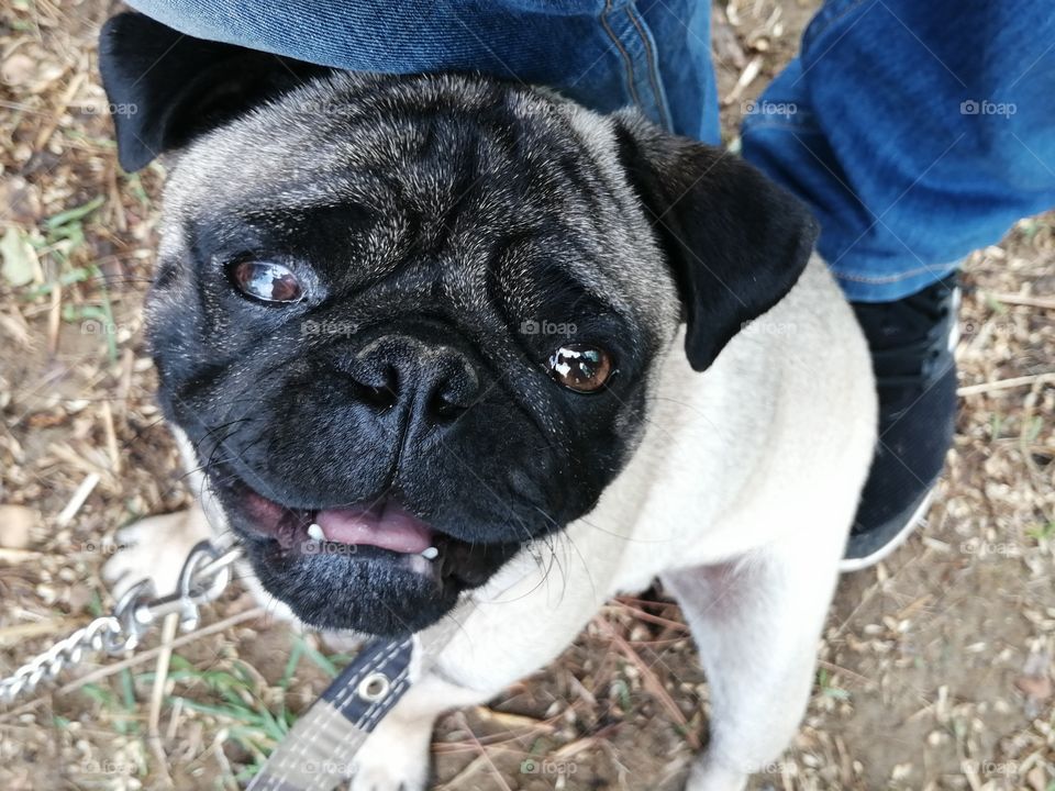 My Sweet Pet Dog or popularly known as Pug. Dog with physically distinctive features of a wrinkly, short-muzzled face, and curled tail. The breed has a fine, glossy coat that comes in a variety of colours, most often fawn or black, and a compact bod.