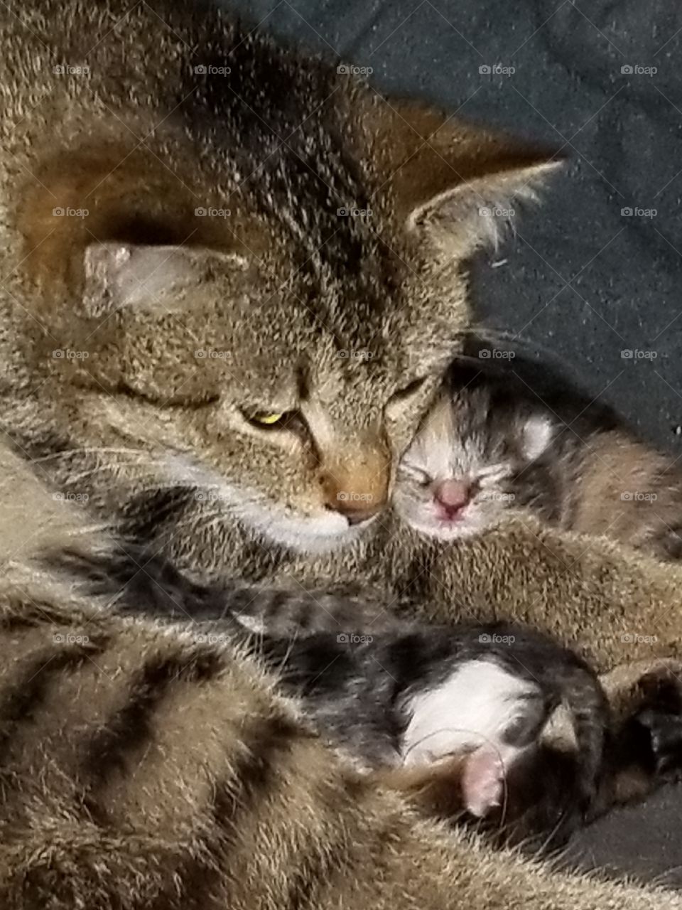 a mother's love