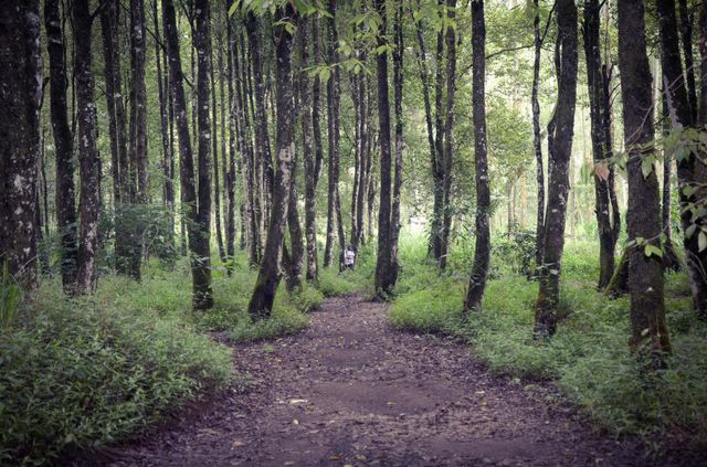 morning view in the forest