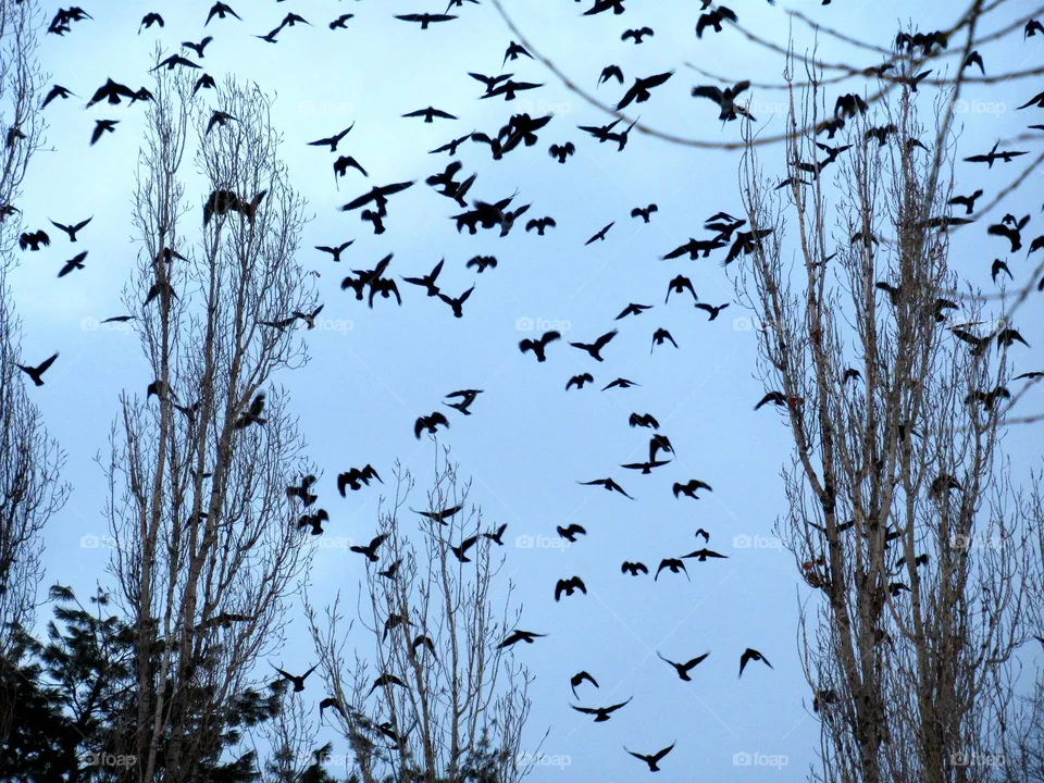 bird flight