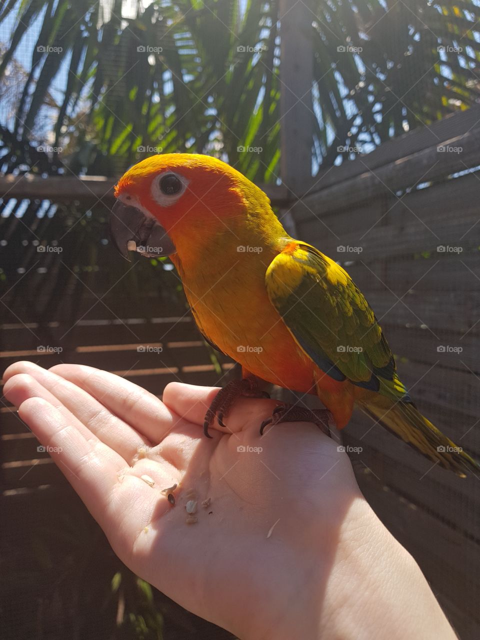 Cute bird sun aratinga