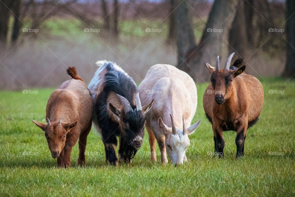 Goats eating grass