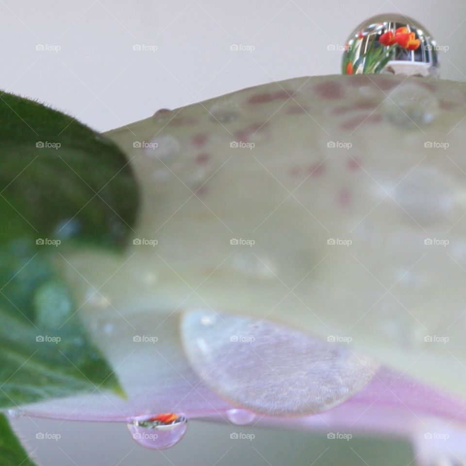 macro of foxglove with tulips in water drops
