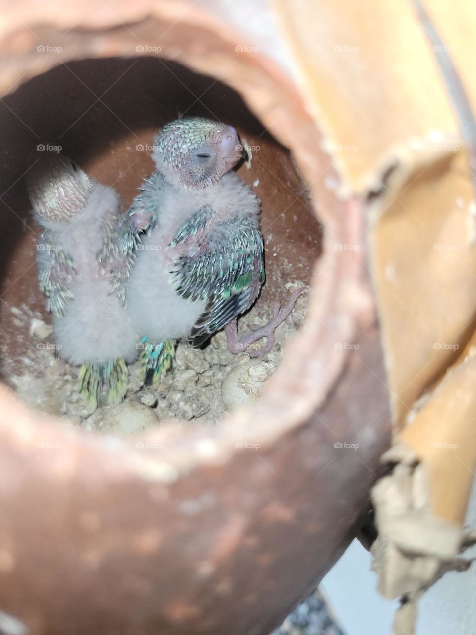 baby birds