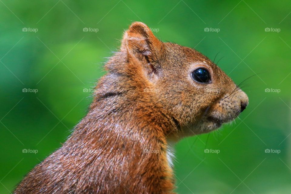 Red squirrel head close up shot