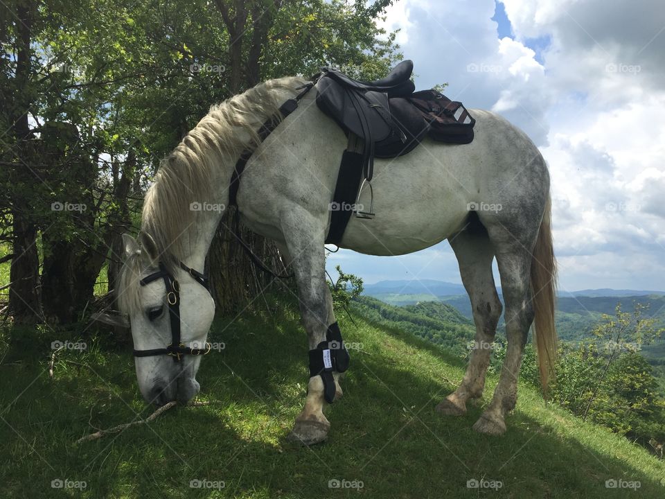 White mare eating grass 