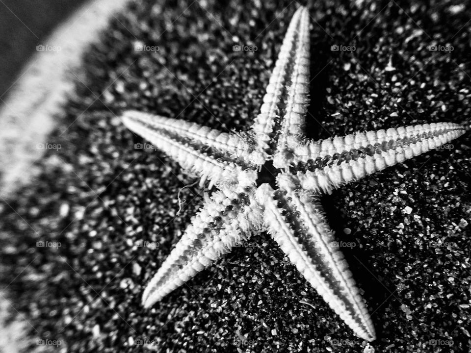 Small dried starfish on black sand