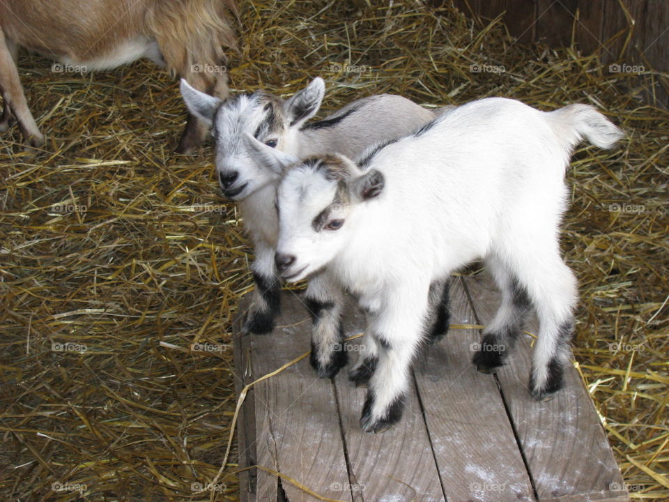 Baby Goats