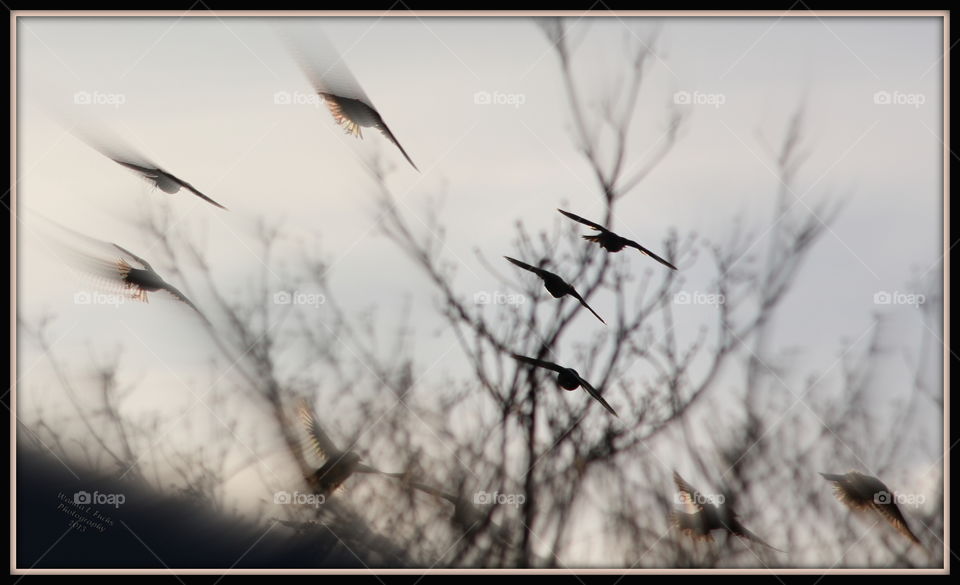 Birds in Flight