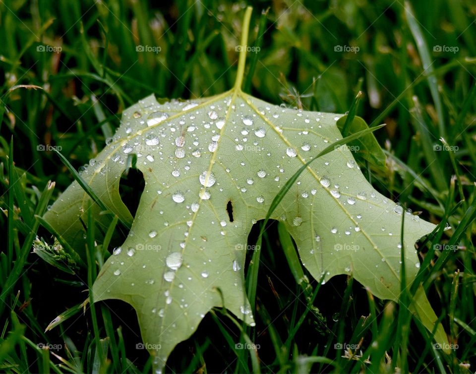 RAINY DAY LEAVES