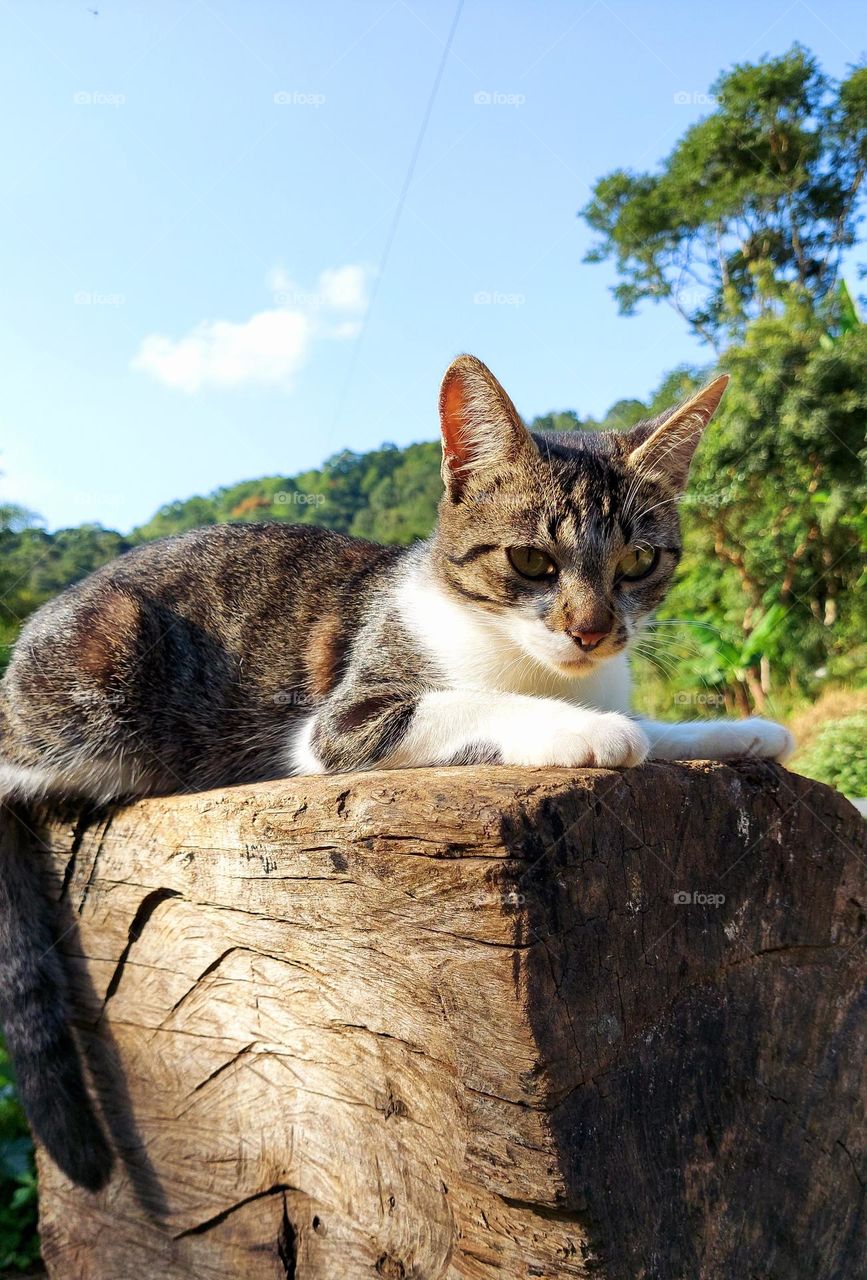 Gatinha esperta e folgada fica na espreta para caçar um inseto.