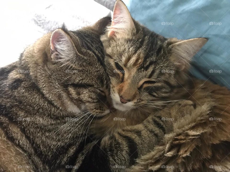 Cat cuddles 